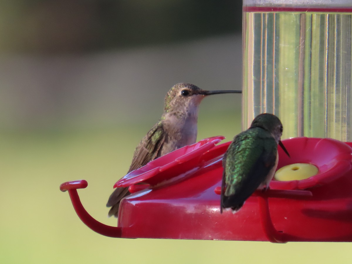 Broad-tailed Hummingbird - ML641522448