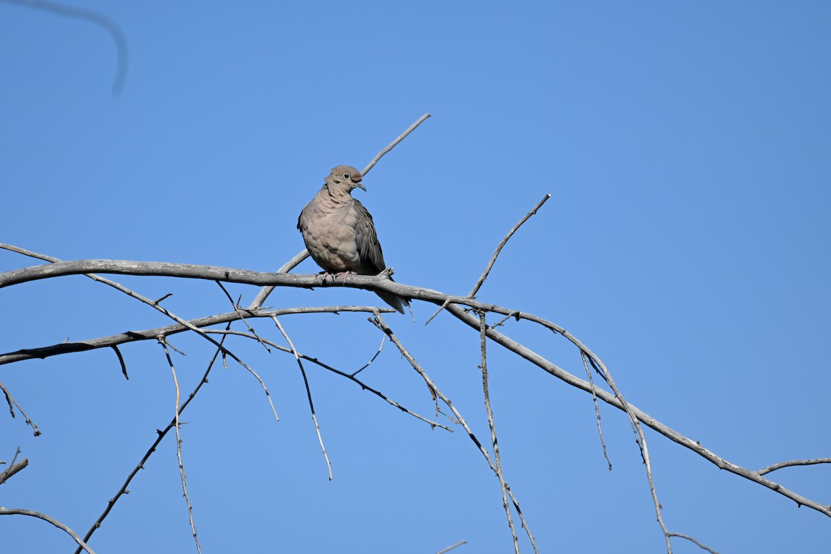 Mourning Dove - ML641522449