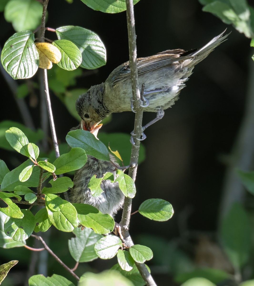 Indigo Bunting - ML641522450