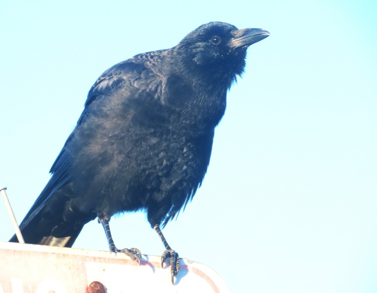 American Crow - ML641522455