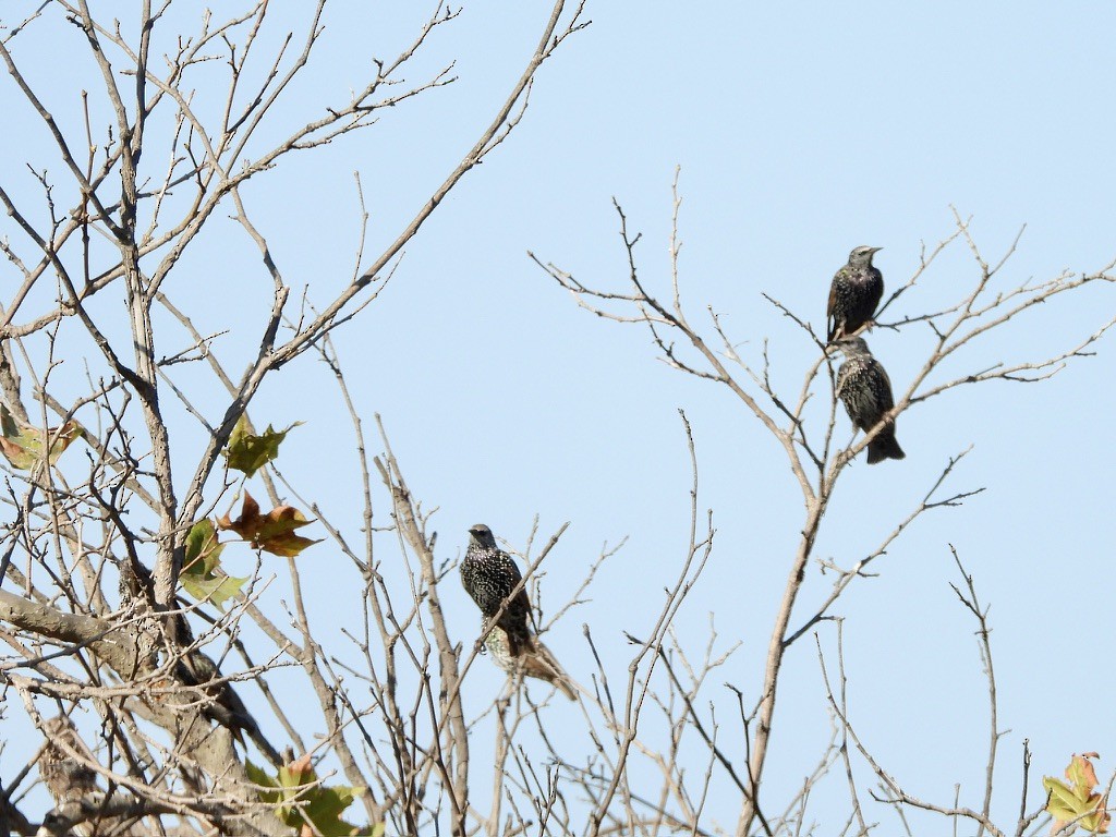 European Starling - ML641522456