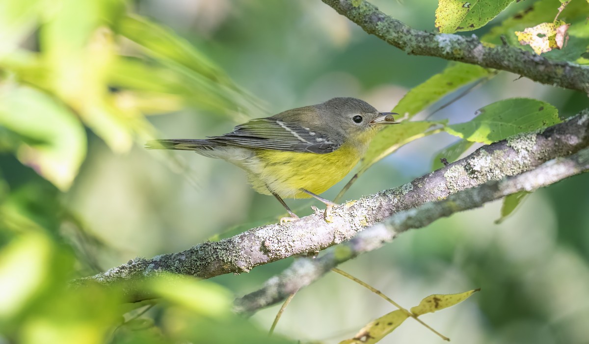 Magnolia Warbler - ML641522457