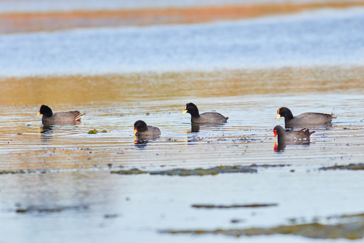 White-winged Coot - ML641522458