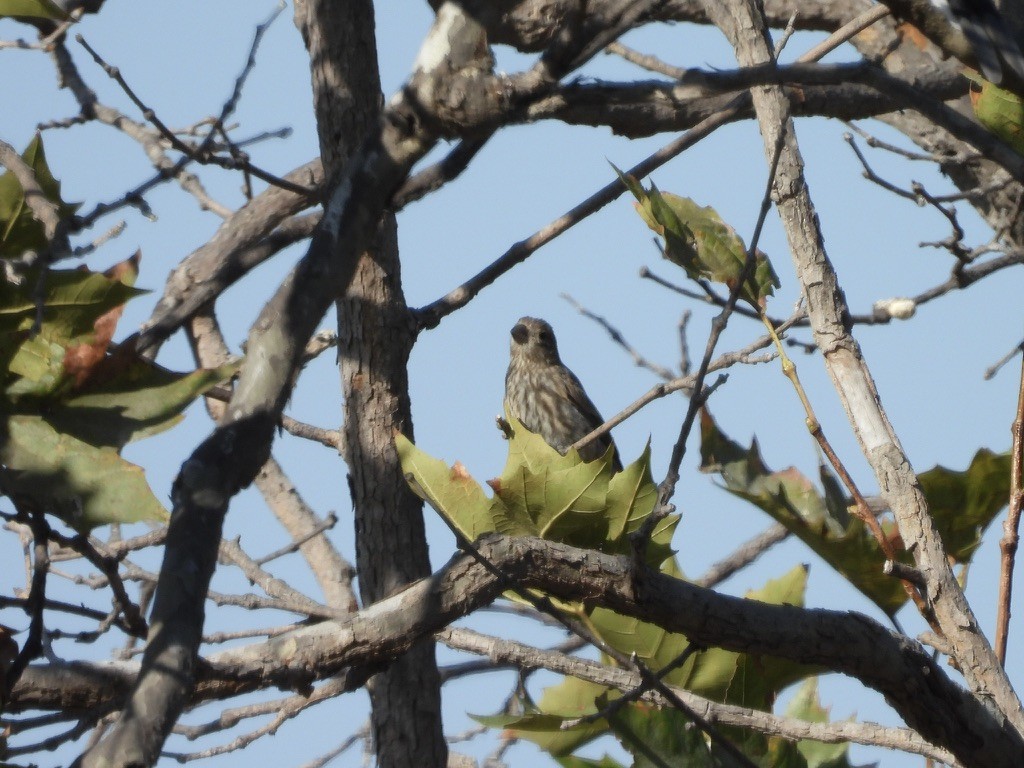 House Finch - ML641522461