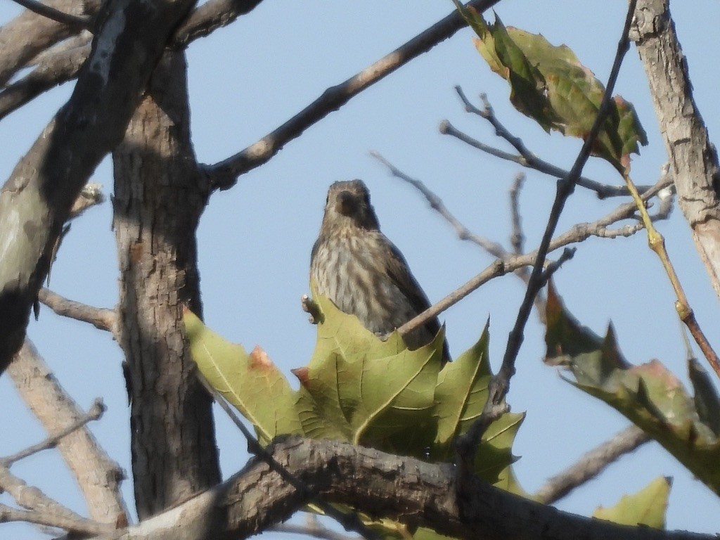 House Finch - ML641522462