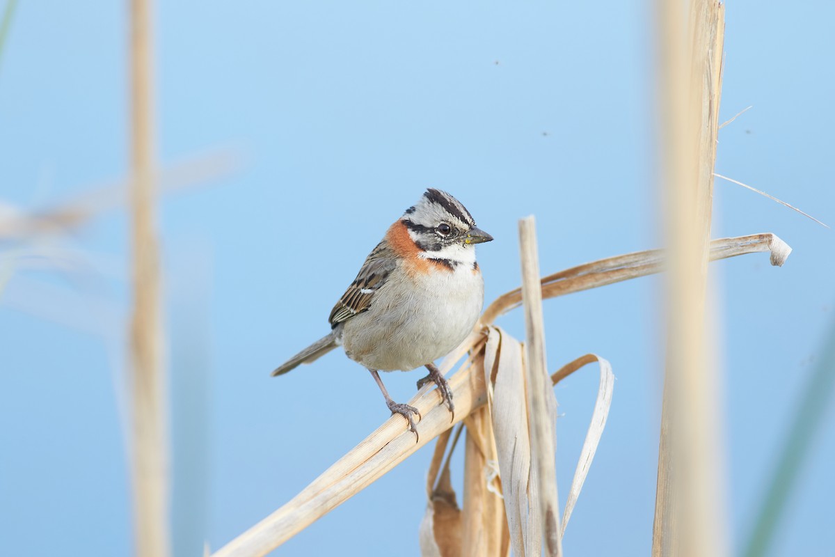 Rufous-collared Sparrow - ML641522494