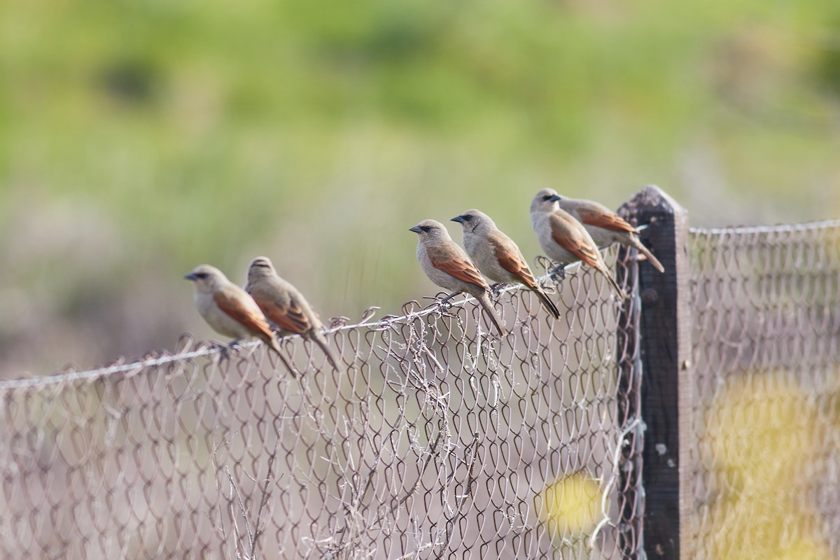 Grayish Baywing - ML641522523