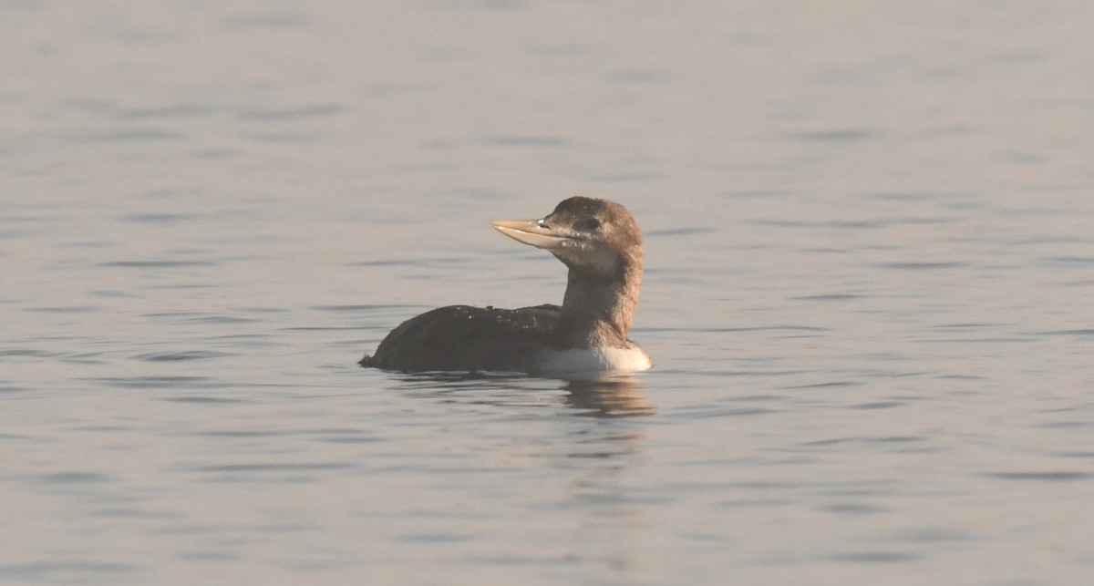 Yellow-billed Loon - ML641522531