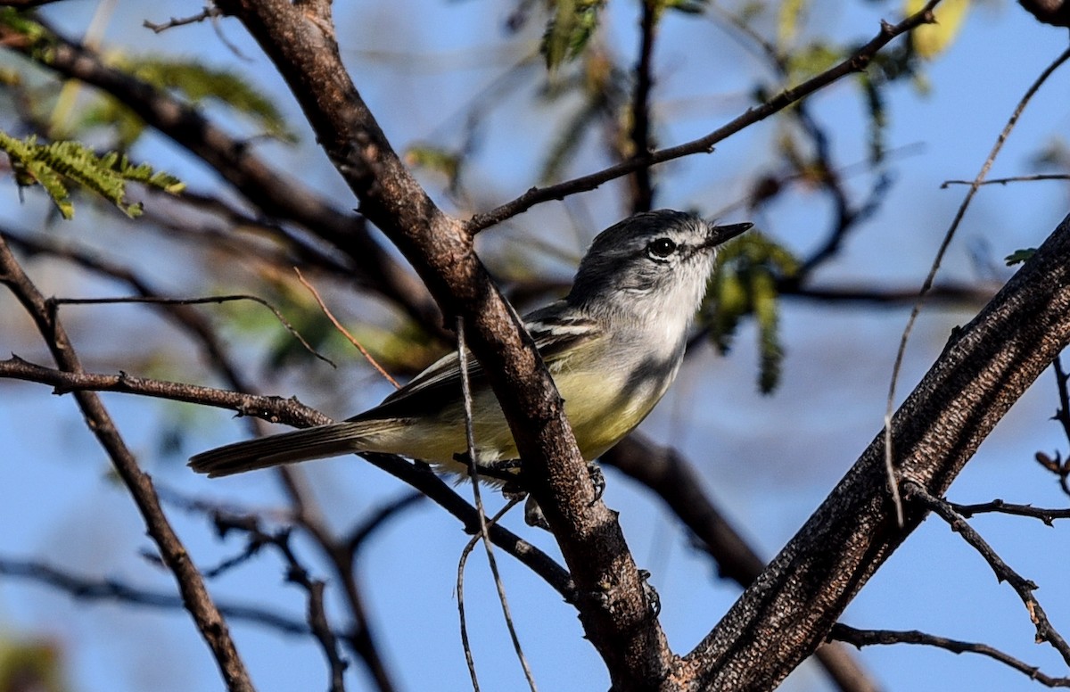 Tyranneau à toupet (subcristata/straminea) - ML641522537