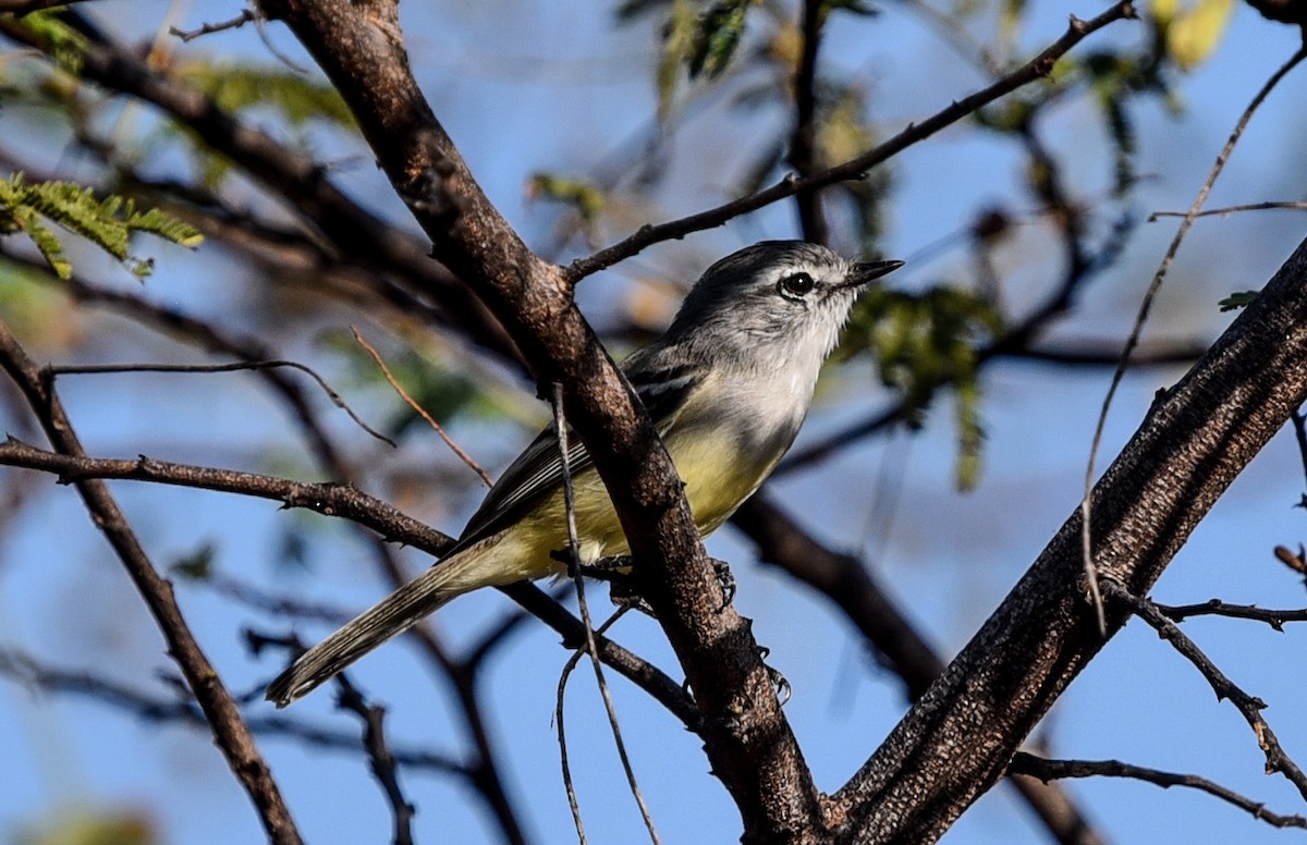 Tyranneau à toupet (subcristata/straminea) - ML641522540