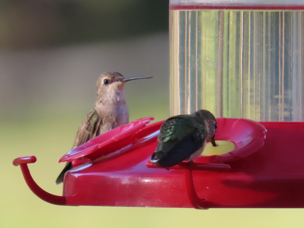 Broad-tailed Hummingbird - ML641522543