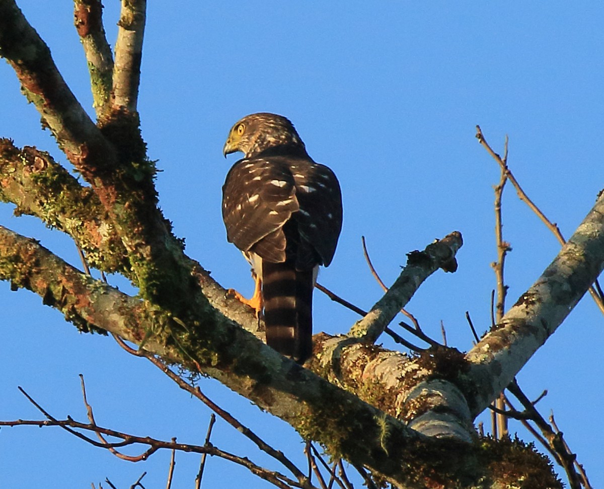 Bicolored Hawk - ML641522545
