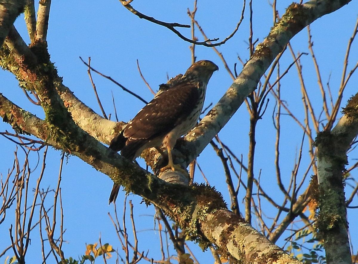Bicolored Hawk - ML641522548