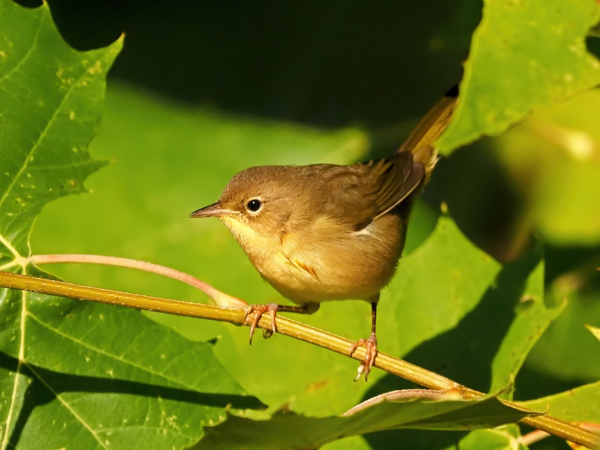 Common Yellowthroat - ML641522567