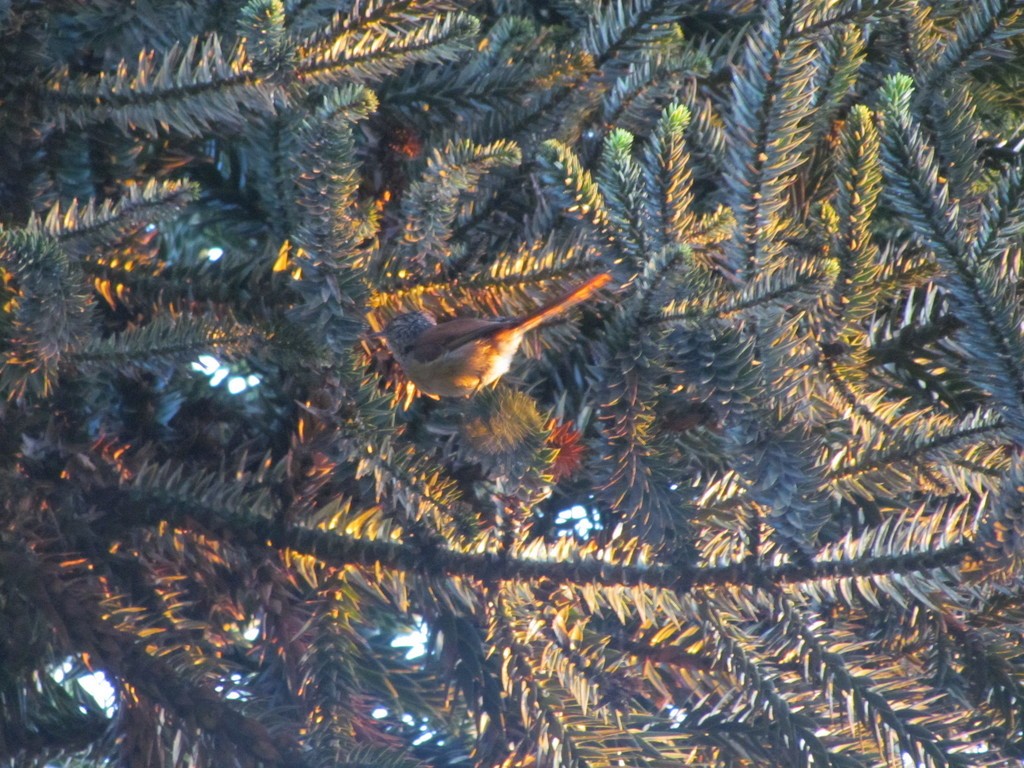 Araucaria Tit-Spinetail - ML641522570