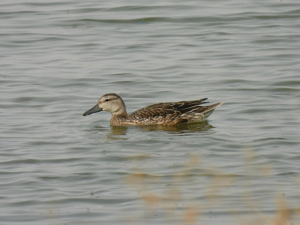 Blue-winged Teal - ML641522601