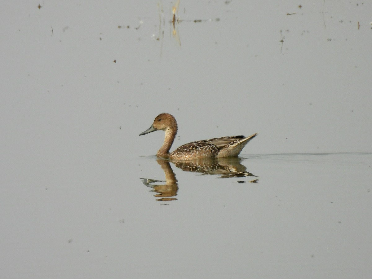Northern Pintail - ML641522619