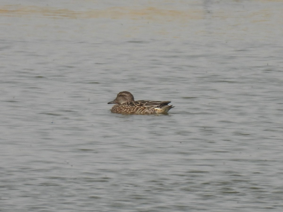 Green-winged Teal - ML641522624