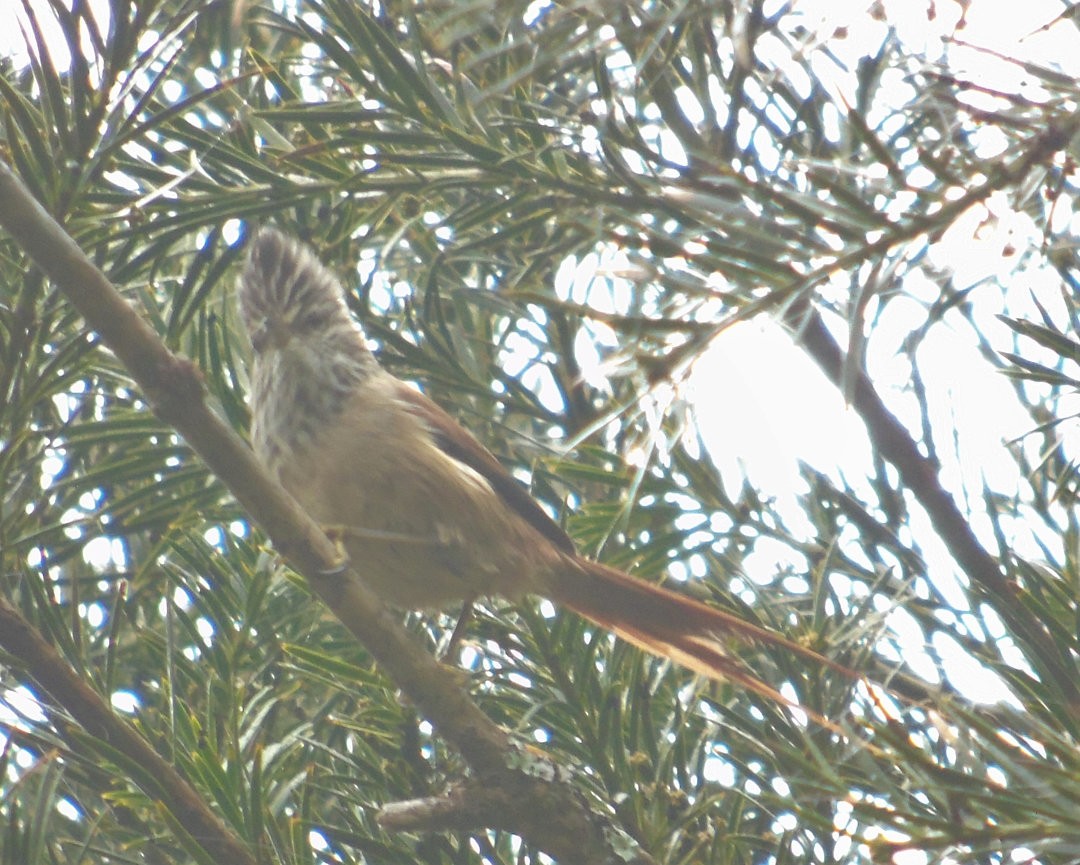 Araucaria Tit-Spinetail - ML641522626