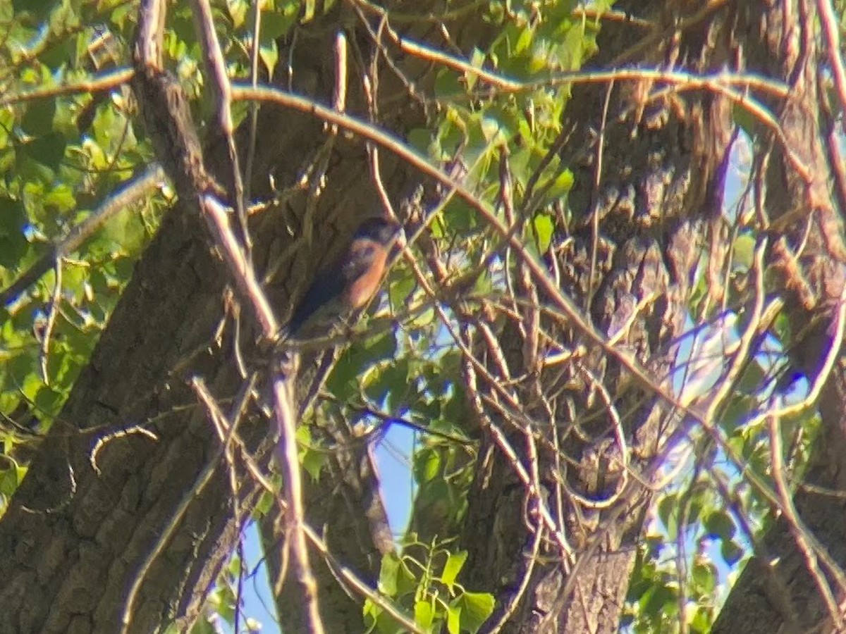 Blaukehl-Hüttensänger - ML641522639
