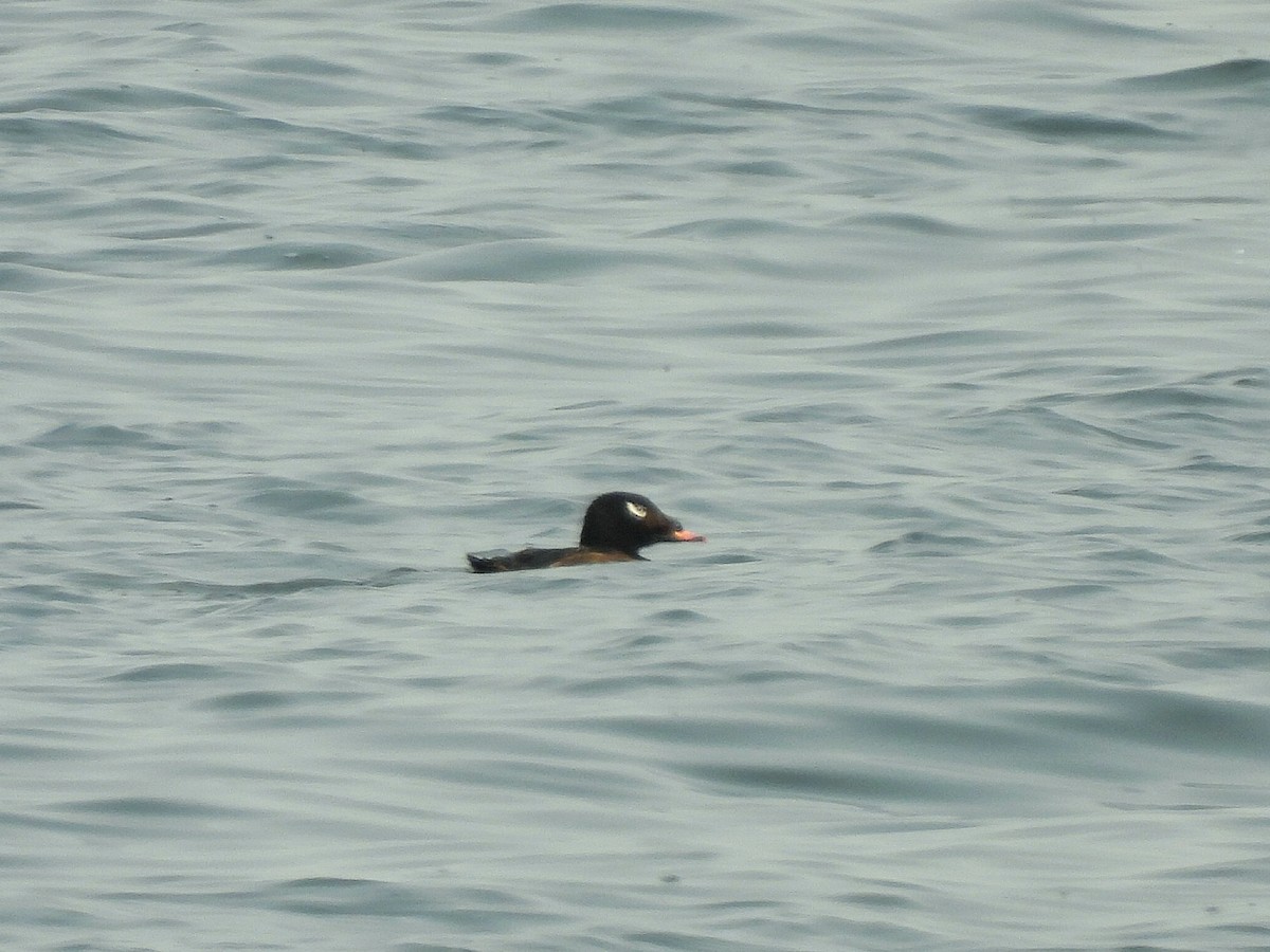 White-winged Scoter - ML641522661