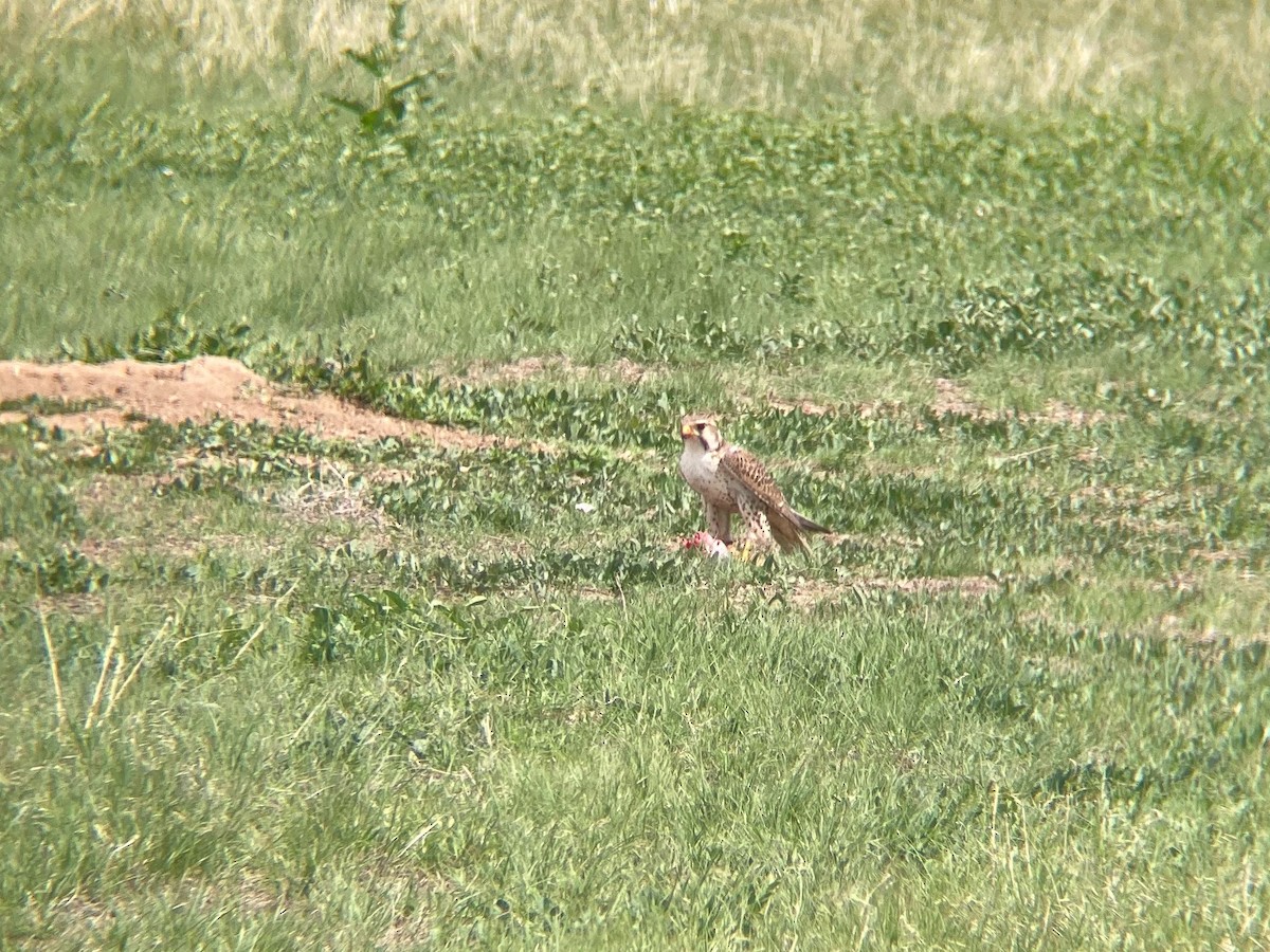 Prairie Falcon - ML641522676