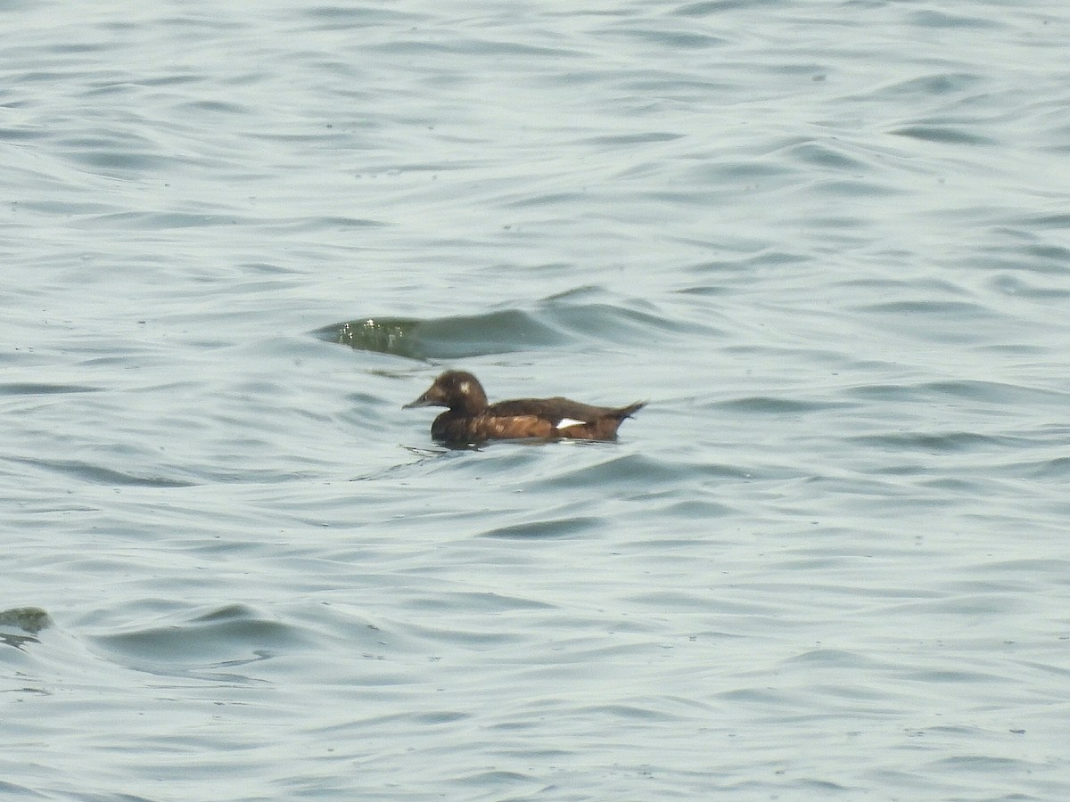 White-winged Scoter - ML641522678