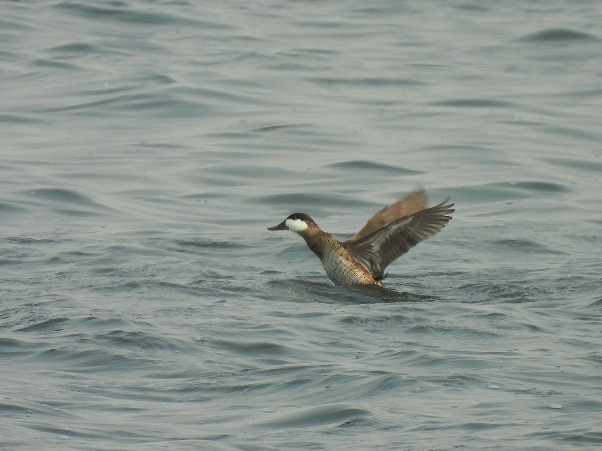 Ruddy Duck - ML641522684