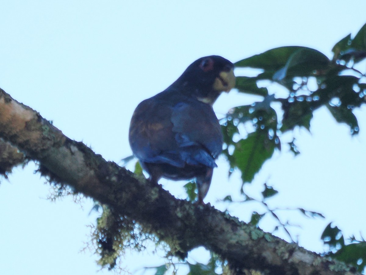 Bronze-winged Parrot - ML641522686