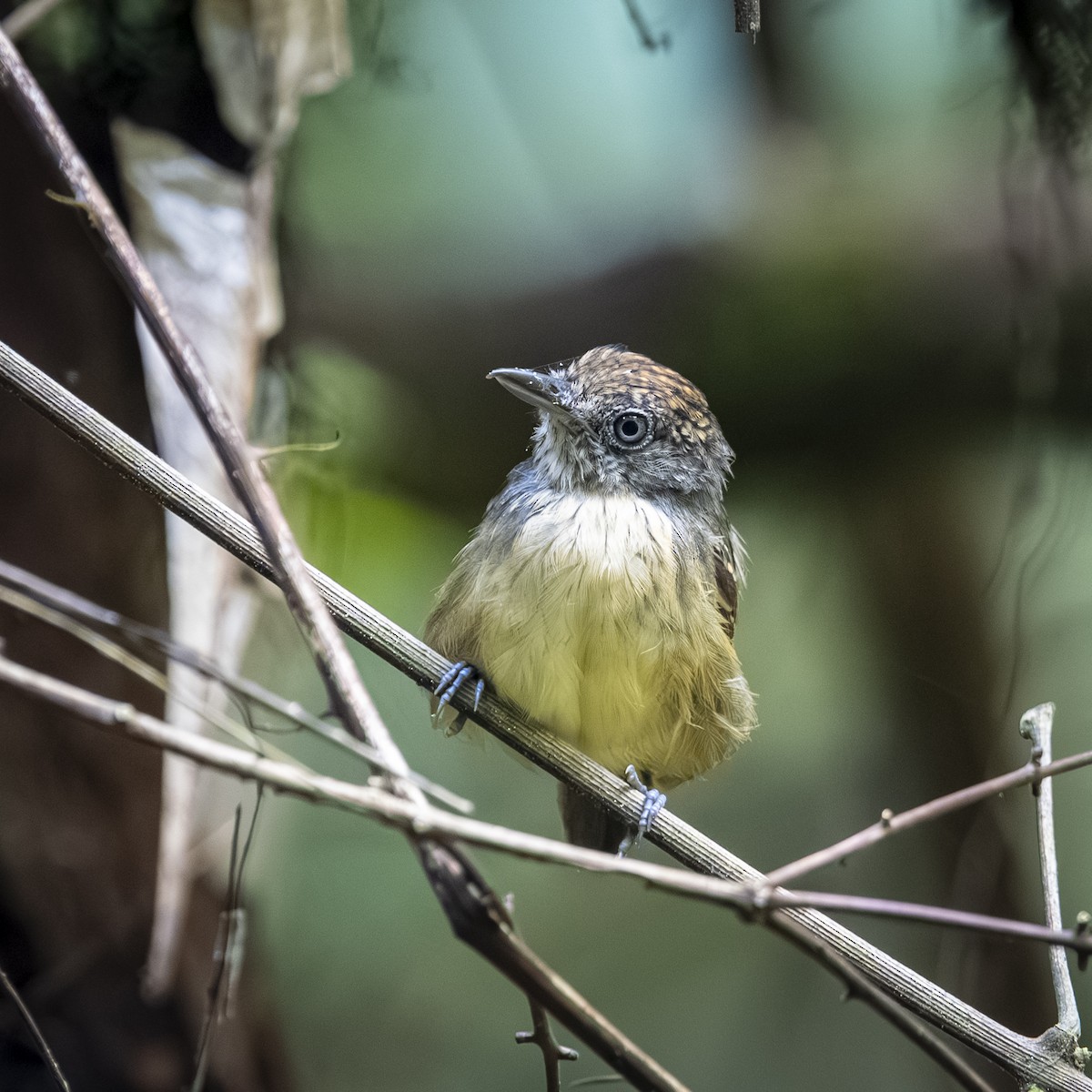 Spot-crowned Antvireo - ML641522690