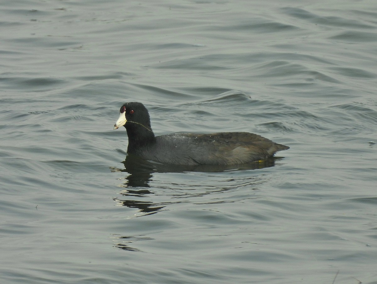 American Coot - ML641522708