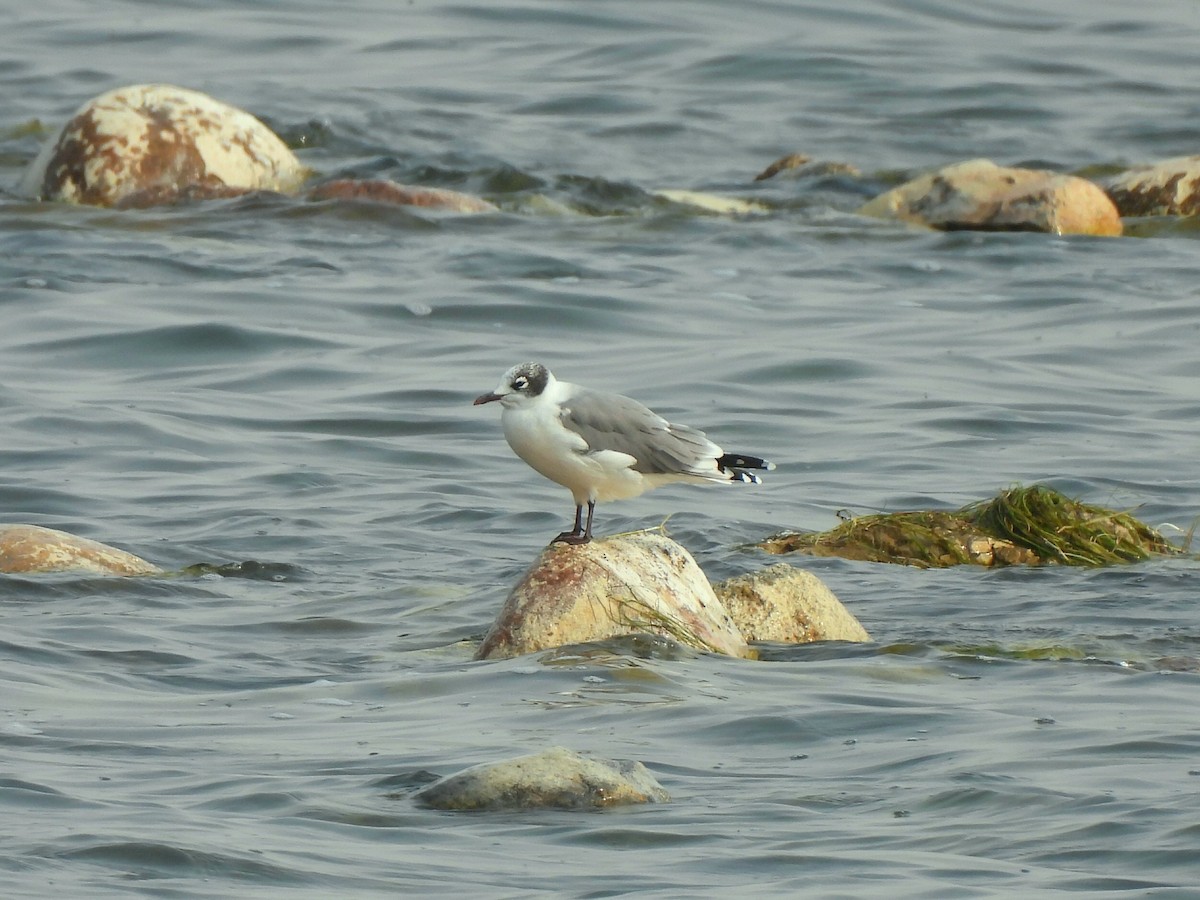 Franklin's Gull - ML641522734