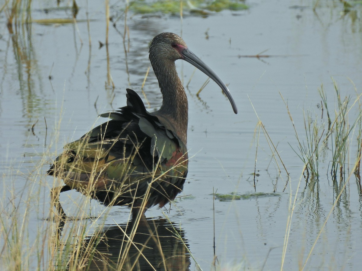White-faced Ibis - ML641522756