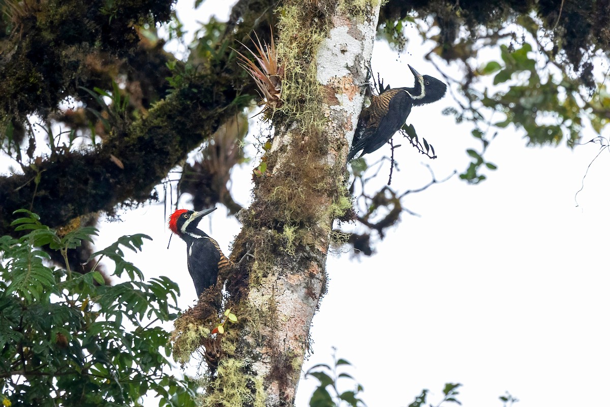 Powerful Woodpecker - ML641522757
