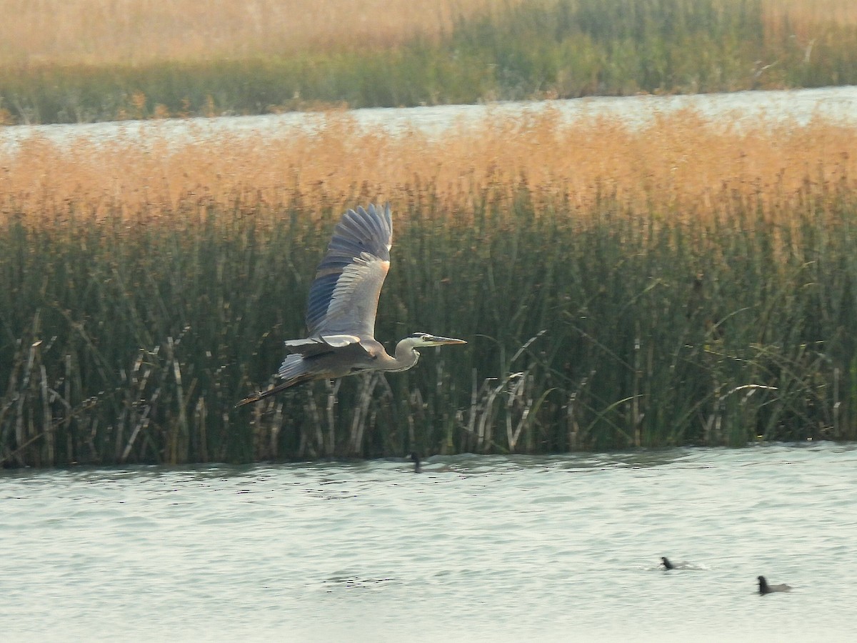 Great Blue Heron - ML641522761