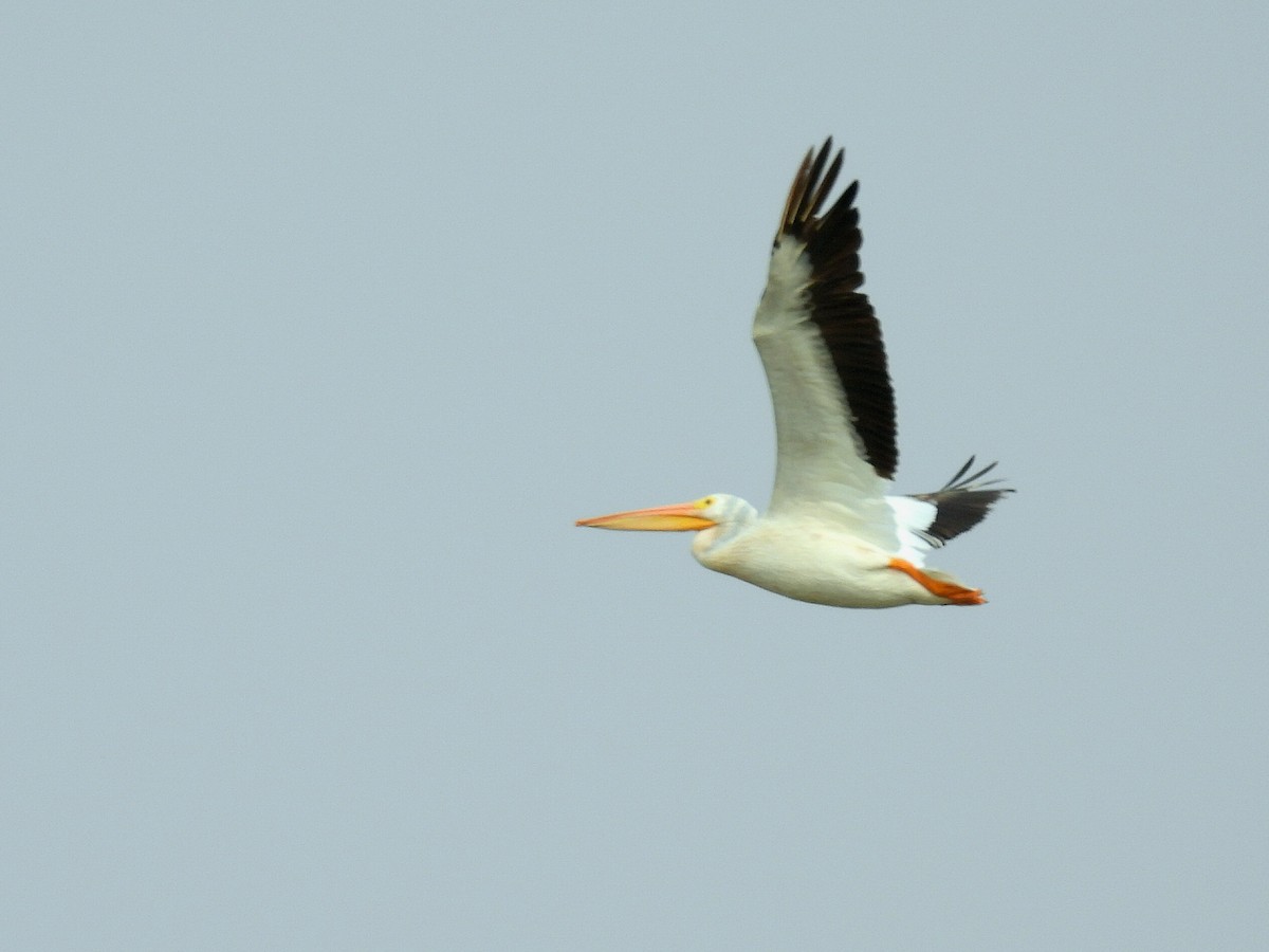 American White Pelican - ML641522773