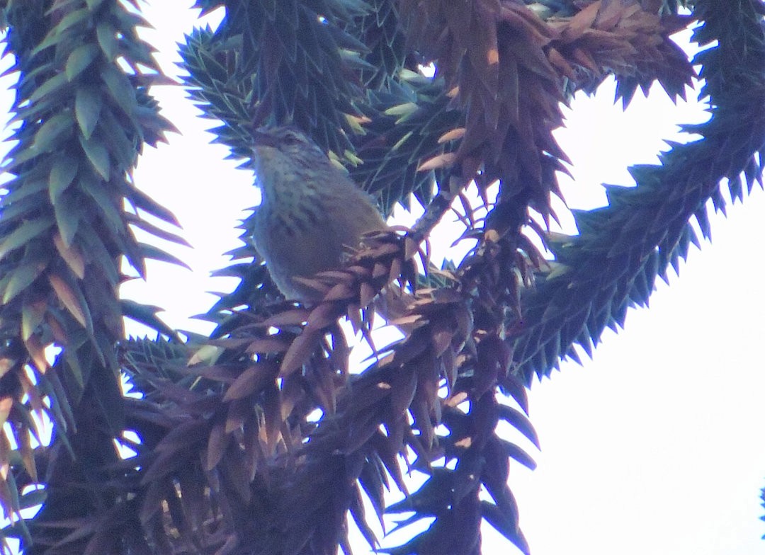 Araucaria Tit-Spinetail - ML641522777