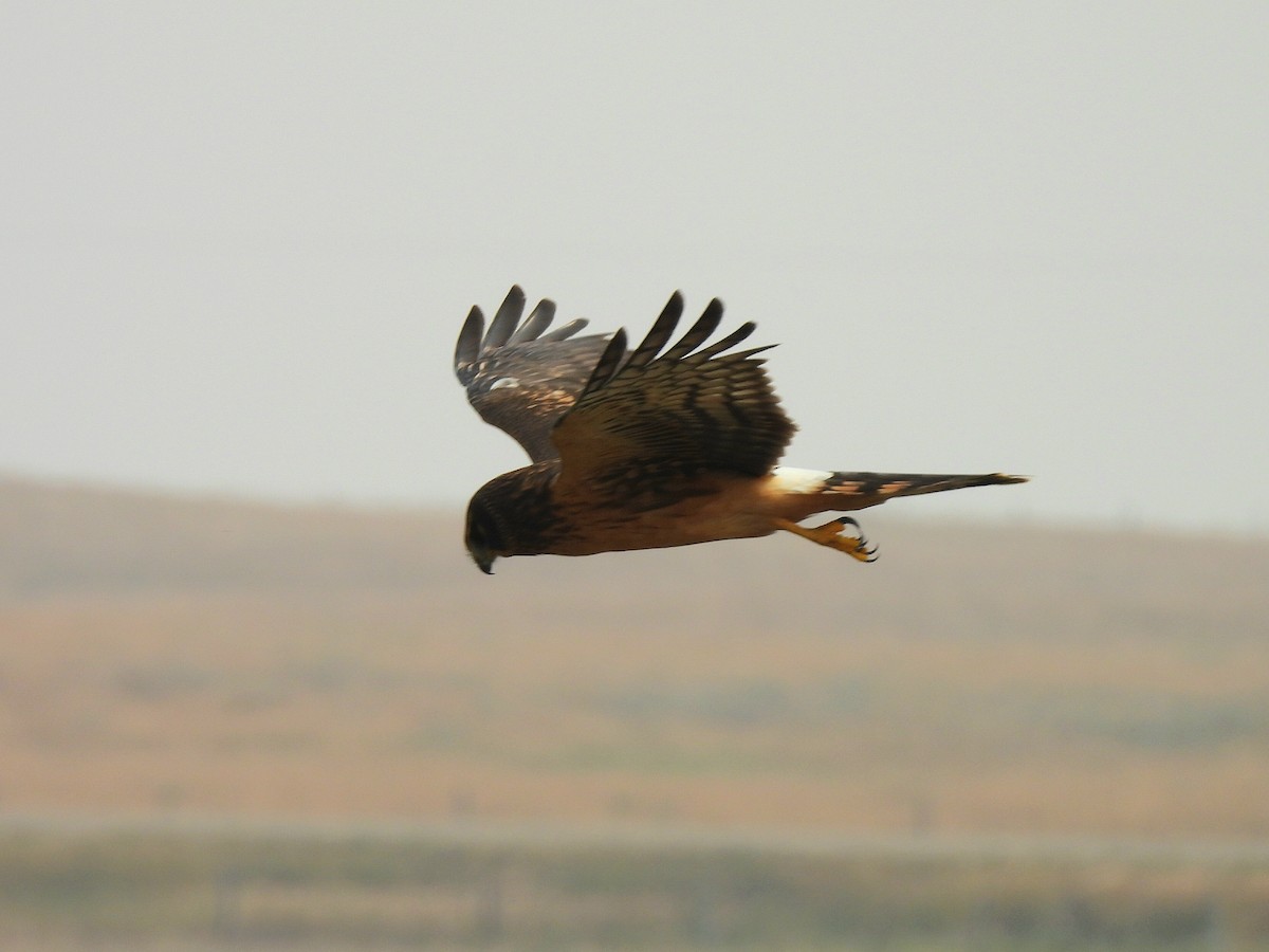 Northern Harrier - ML641522795
