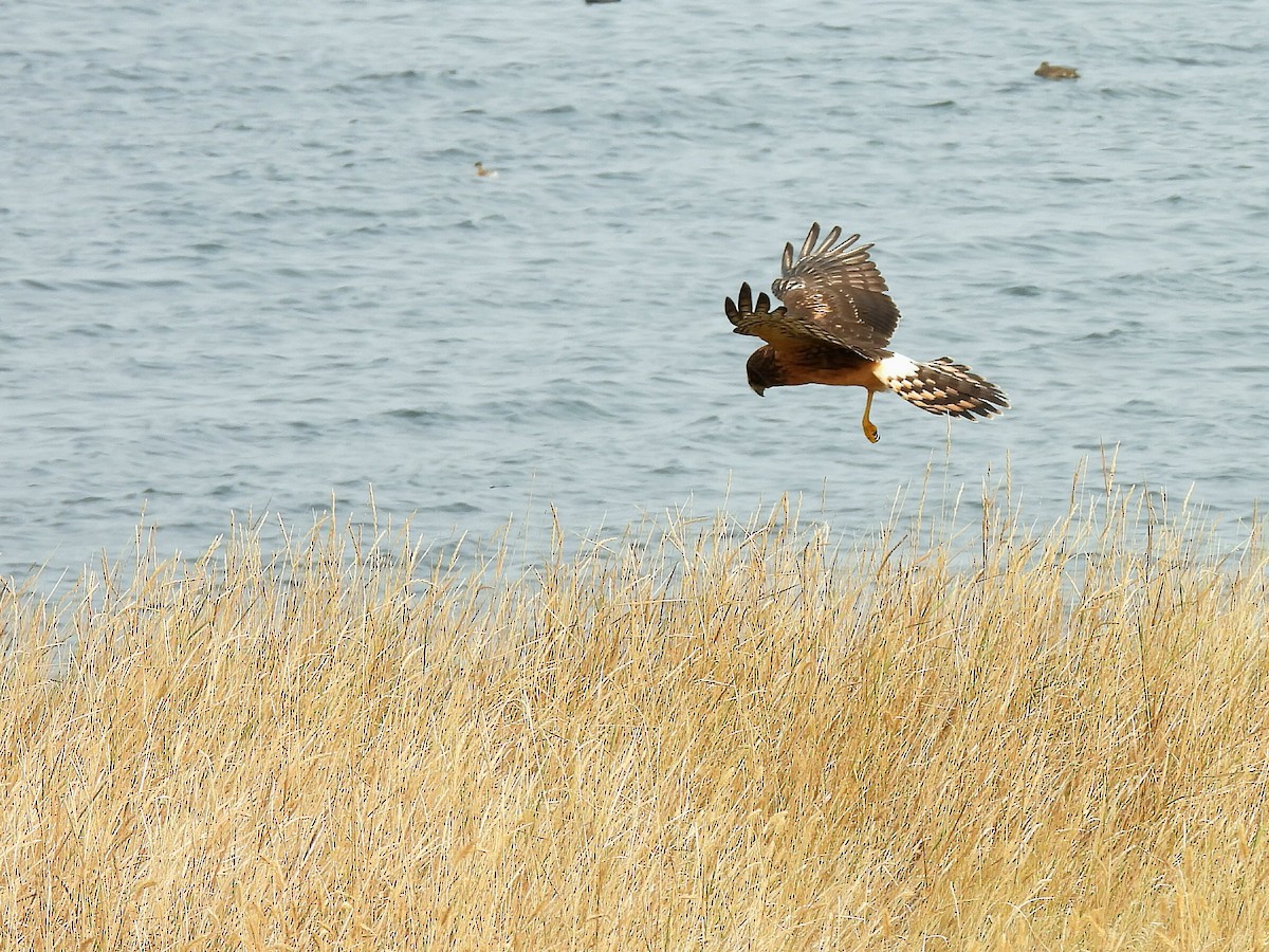 Northern Harrier - ML641522804