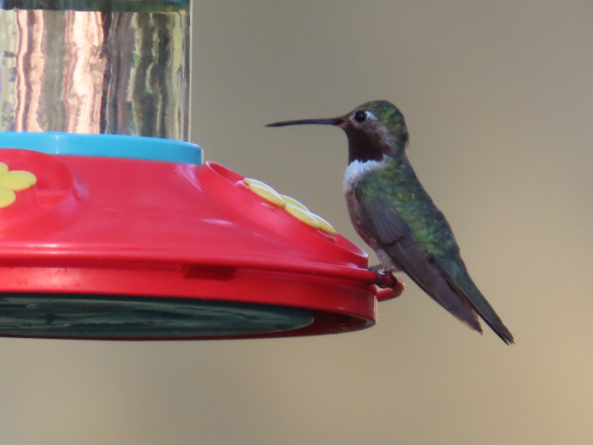Broad-tailed Hummingbird - ML641522813
