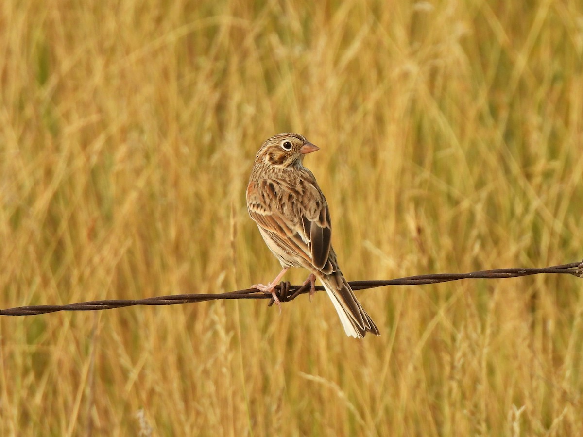 Vesper Sparrow - ML641522855