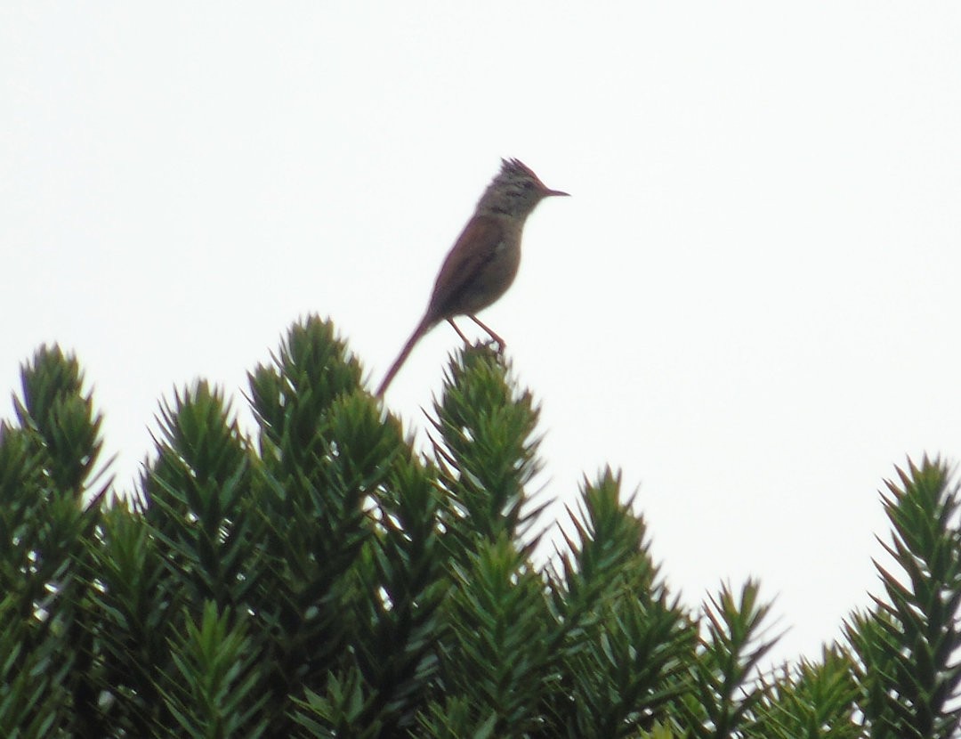 Araucaria Tit-Spinetail - ML641522857