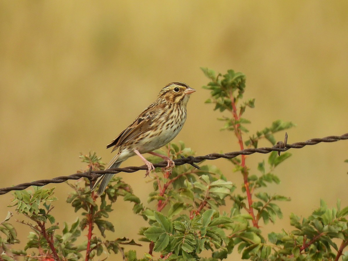 Savannah Sparrow - ML641522863