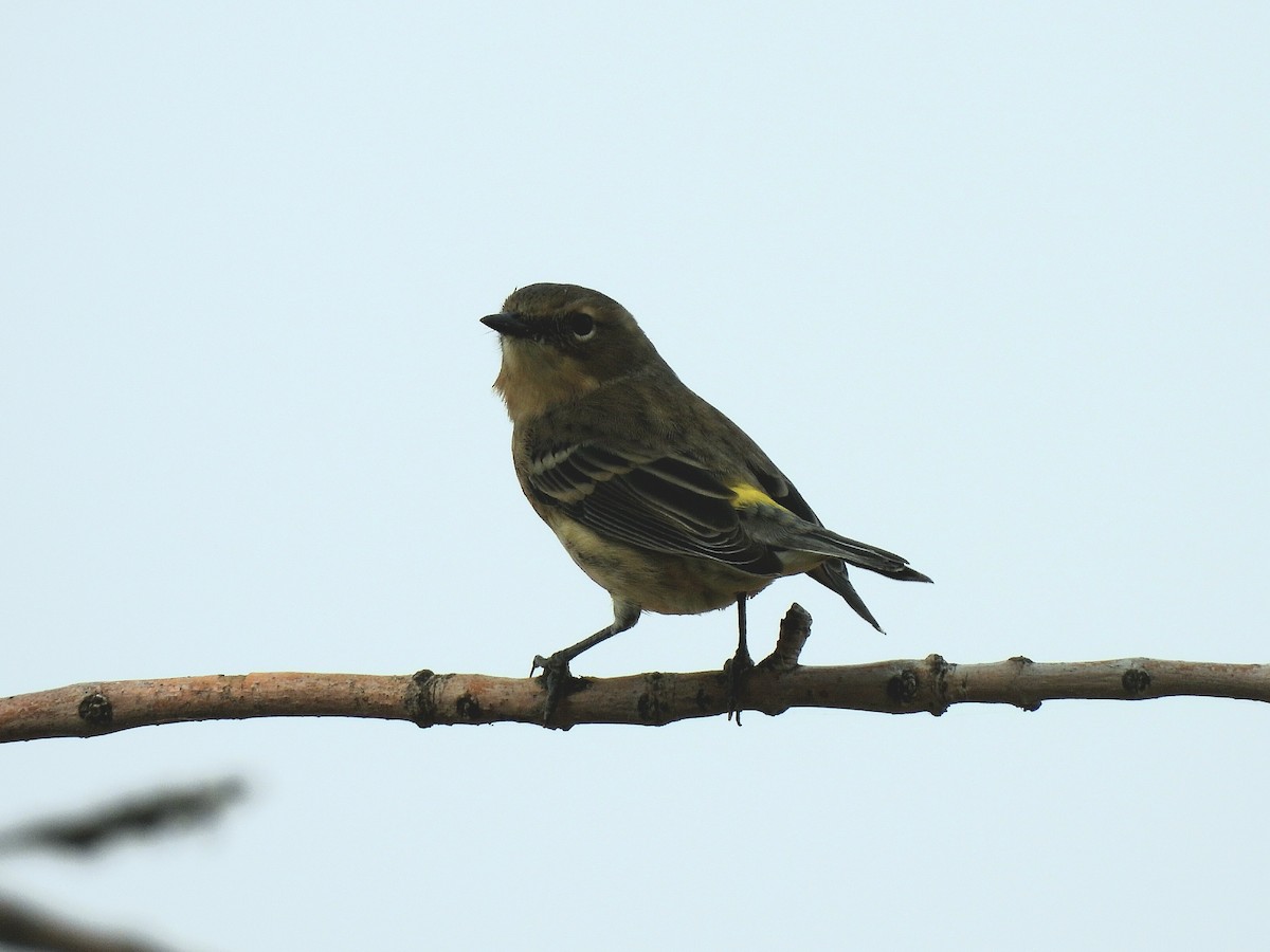 Yellow-rumped Warbler - ML641522867