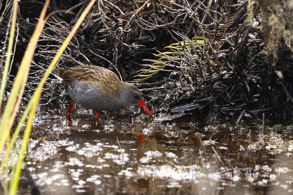 Bogota Rail - ML641522874