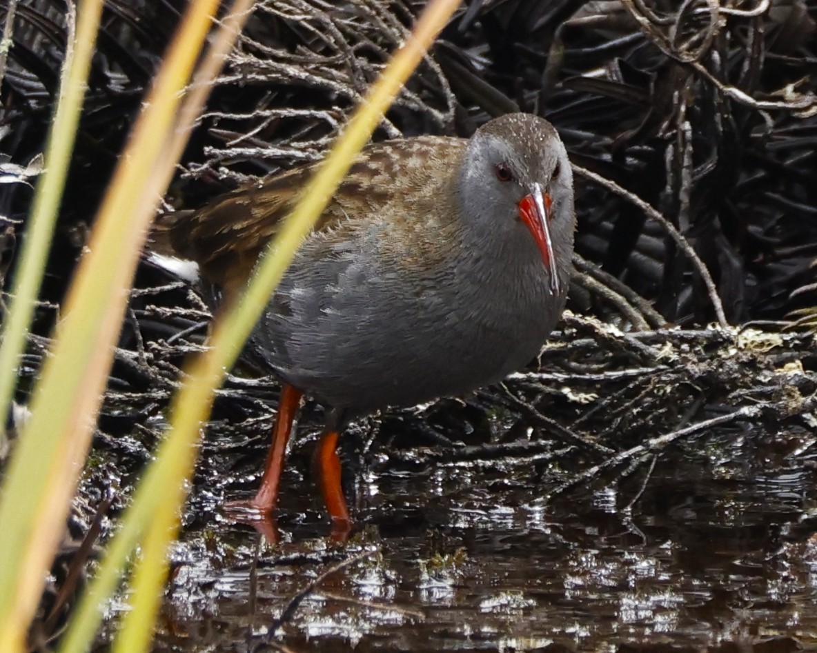 Bogota Rail - ML641522875