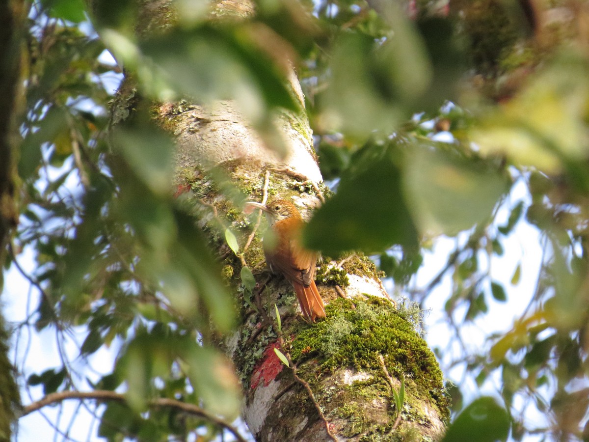 Scaled Woodcreeper - ML641522886