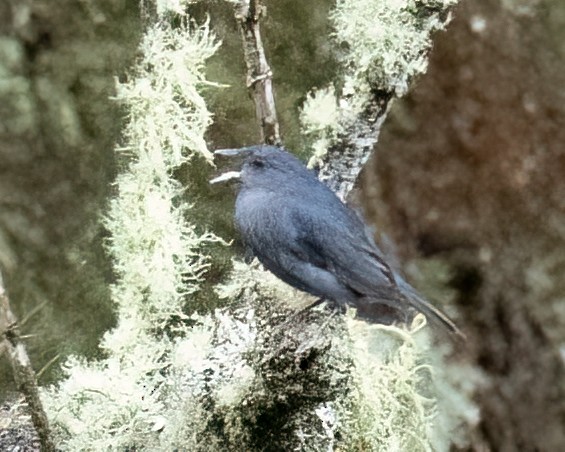 skyggespurv - ML641522892