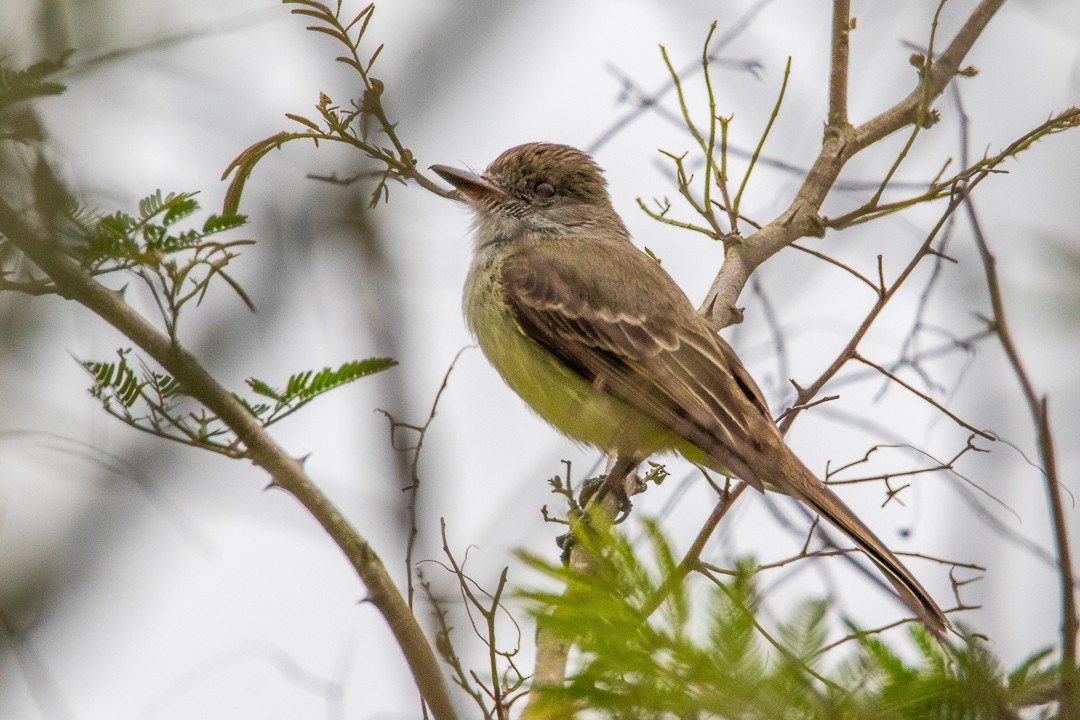 Swainson's Flycatcher - ML641522905