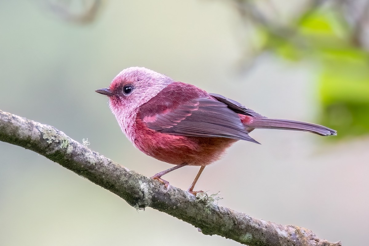 rosenparula - ML641522909